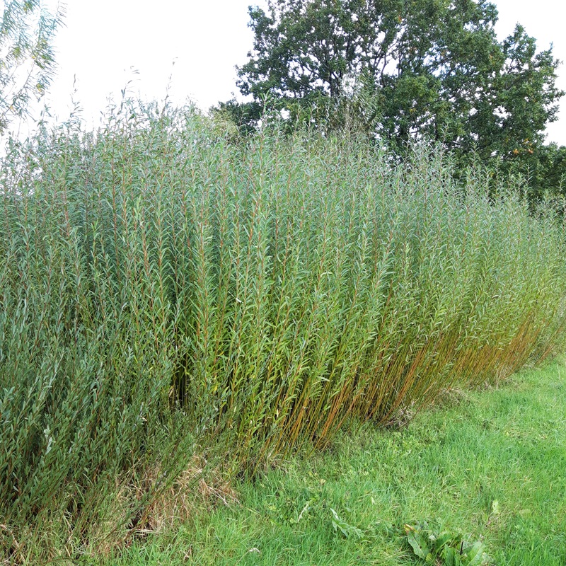 Willow cultivation course