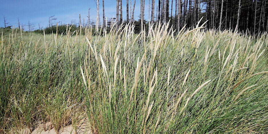 Introduction to Marram Grass weaving techniques and traditions with Dee Walker, James Carpenter and Melissa Dhillon