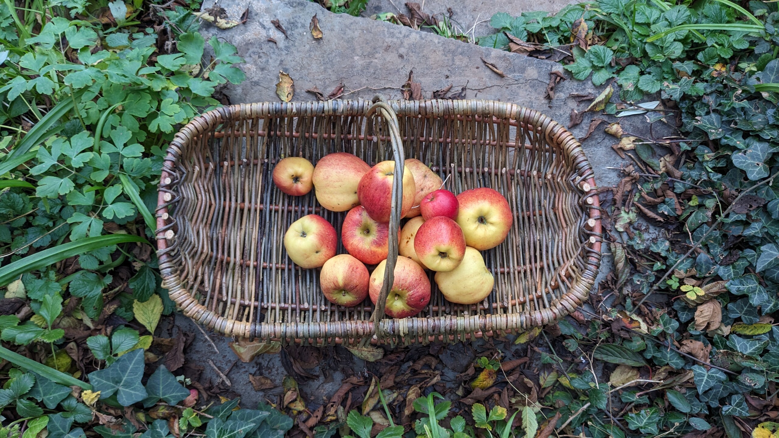 Weave a garden trug with Clare Revera