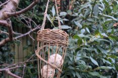 Jo Sullivan – Willow With Jo