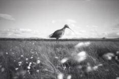 Kate Sankey