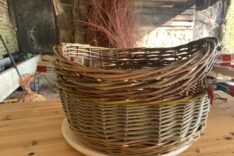 Lorraine Ellery Matthews