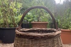 Lorraine Ellery Matthews