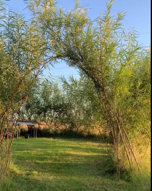 Willow Growing day