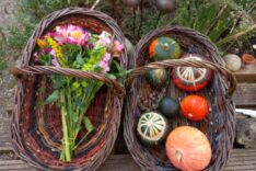 Laura Wilcock – Willow Wise