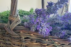 Laura Wilcock – Willow Wise