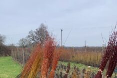 Laura Wilcock – Willow Wise