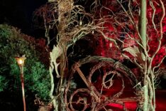 Laura Wilcock – Willow Wise