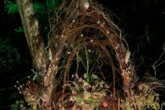 Laura Wilcock – Willow Wise