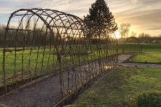 Clare Shilvock – Warwickshire Willow